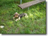 Jorkšírský terier, Yorkshire Terrier,