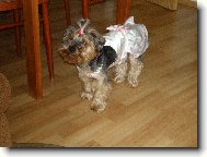 Jorkšírský terier, Yorkshire Terrier,