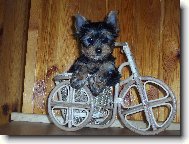 Jorkšírský terier, Yorkshire Terrier,
