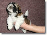 icu, Shih-Tzu