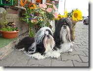 icu, Shih-Tzu