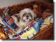 icu, Shih-Tzu