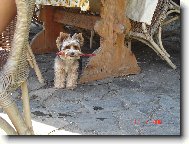 Jorkšírský terier, Yorkshire Terrier,