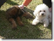 Bichon á poil frisé, Bichon Frise