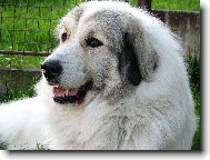 Pyrenean mountain dog