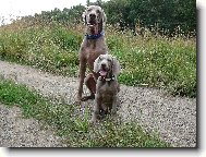 Weimaraner, Weimaraner Vorsterhund