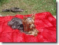 Jorkšírský terier, Yorkshire Terrier,