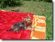 Jorkšírský terier, Yorkshire Terrier,