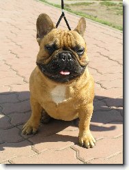 Bouledogue francais, French Bulldog