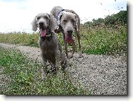 Weimaraner, Weimaraner Vorsterhund