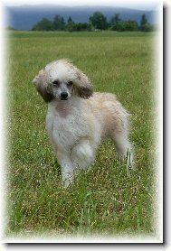 Chinese Crested Dog