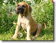 Deutsche Dogge