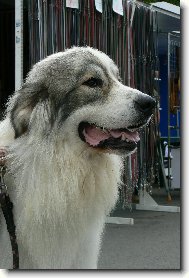 Pyrenean mountain dog