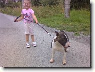 Bull Terrier