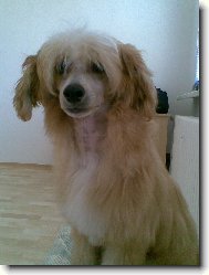 Chinese crested dog \(Dog standard\)