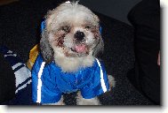 icu, Shih-Tzu