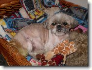 icu, Shih-Tzu