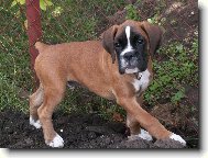 Deutscher Boxer