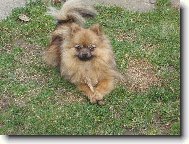 Deutscher spitz - Kleinspitz, German Spitz Miniature Spitz