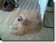 Chinese crested dog \(Dog standard\)