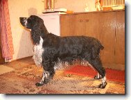 English springer spaniel \(Dog standard\)