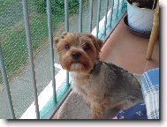 Jorkšírský terier, Yorkshire Terrier,
