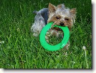 Jorkšírský terier, Yorkshire Terrier,
