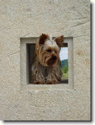 Jorkšírský terier, Yorkshire Terrier,