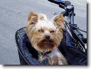 Jorkšírský terier, Yorkshire Terrier,