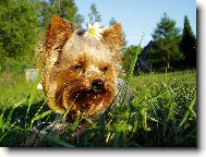 Jorkšírský terier, Yorkshire Terrier,