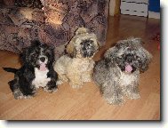 icu, Shih-Tzu