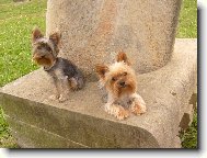 Jorkšírský terier, Yorkshire Terrier,