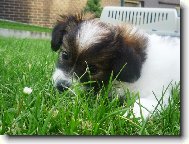 Papillon