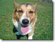 Pembrok Welsh Corgi