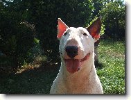 Bull Terrier