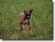 Deutscher Boxer