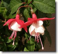Fuchsia
