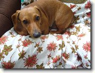 Dachshund \(teckel\) \(Dog standard\)