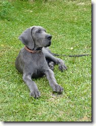 Deutsche Dogge