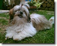 icu, Shih-Tzu