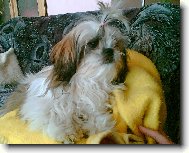 icu, Shih-Tzu