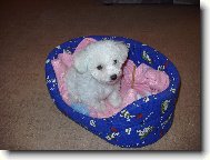 Bichon á poil frisé, Bichon Frise