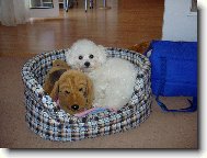 Bichon á poil frisé, Bichon Frise