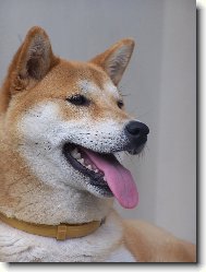 Shiba