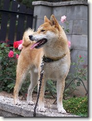 Shiba