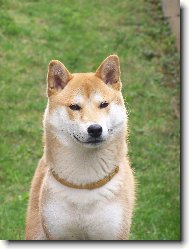 Shiba