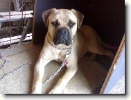 Bullmastiff