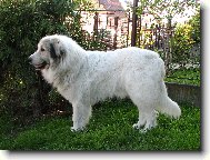 Pyrenean mountain dog