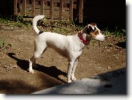 Parson Russel Terrier