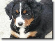 Berner Sennenhund